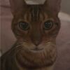 kattbrillant